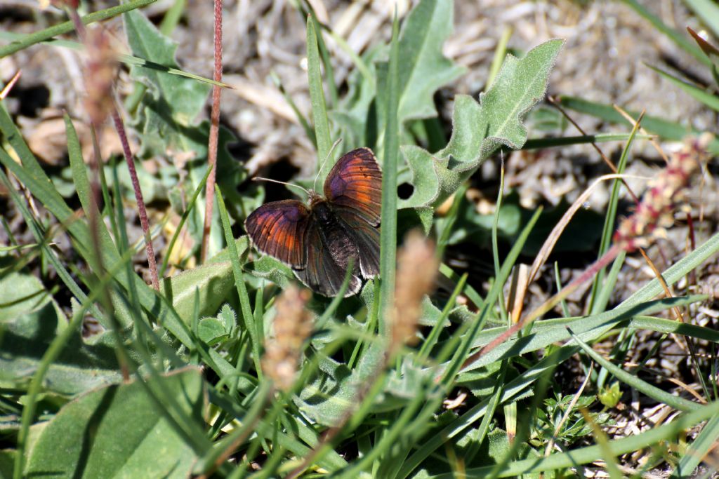 Erebia pandrose?